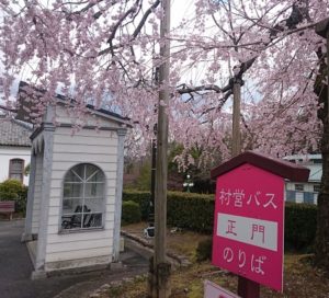 村内の桜