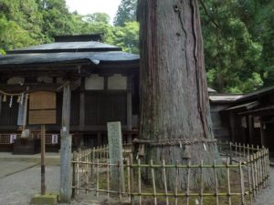 日枝神社の拝殿と大スギ
